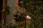 DSC03230